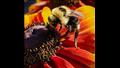 النحلة ووجبة عباد الشمس.. للمصورة سيرينا سميث