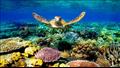 الشعاب المرجانية مأوى لربع سكان البيئات البحرية