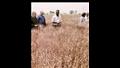 حقول إنتاج تقاوي المحاصيل الاستراتيجية (4)