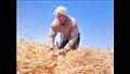 حصاد محصول القمح (8)