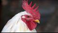 دراسة تكشف أن وجه الدجاجة يحمر عند الاستثارة