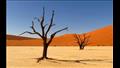 صحراء كالاهاري في الجنوب الأفريقي