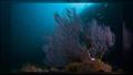 المرجان الأسود.. عمره أكثر من 4000 سنة