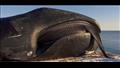 الحوت ذو الرأس الكبير.. عمره أكثر من 200 سنة