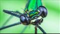 حشرة اليعسوب لديها 30 ألف عدسة في عيونها