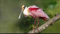طائر الملعقة الوردية