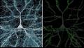 خلية واحدة مع 5600 من محاور نقاط الاشتباك العصبي والاتصالات باللون الأخضر