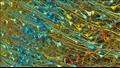 صورة أوسع للخلايا العصبية المثيرة في جزء صغير من عينة الدماغ