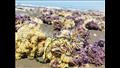 بقايا نباتات مائية على شاطئ بورسعيد (5)