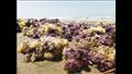 بقايا نباتات مائية على شاطئ بورسعيد (7)