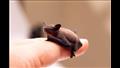 بالصور| أصغر حيوان في العالم.. وزنه 2 جرام ويقف على إصبع الإنسان