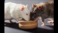 الفئران.. التعاطف والرحمة