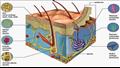 رسم توضيحي يوضح آلية الإحساس باللمس في خلايا الجلد