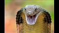 الكوبرا الملك هي أطول الثعابين السامة في العالم