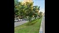 الأشجار والمسطحات الخضراء بشارع جزيرة العرب في الجيزة  (1)