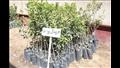 زراعة 275 ألف شجرة في بني سويف (3)