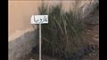 زراعة 275 ألف شجرة في بني سويف (4)