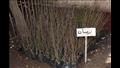 زراعة 275 ألف شجرة في بني سويف (5)