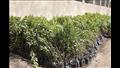 زراعة 275 ألف شجرة في بني سويف