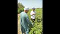 الزراعة تخصيص مبيدات آفات البادرات لمحصول القطن بالمحافظات القطنية  (5)