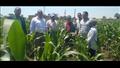 زراعات الذرة بمحافظة الفيوم