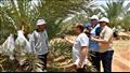 مشروع استصلاح وزراعة الاراضى الصحراوية بتوشكى