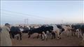  أسعار الأضاحي في أسواق الماشية بالأقصر