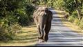 الأفيال الهندية تقتل 400 شخص كل عام