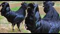 الدجاج الأسود الإندونيسي المعروف باسم لامبورجيني 