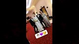 حفل زفاف رمضان صبحي على حبيبة إكرامي_1