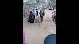 حديقة الحيوان 