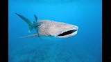 سمكة القرش الحوتي