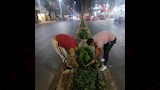زراعة شارع أبو قير في الإسكندرية (1)