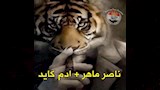 كوميك الزمالك (2)