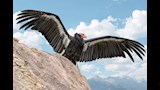طائر الكوندور الكاليفورني