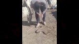 حاوى بالفيوم يحاول اخراخ سم ثعبان بعد أن قام بلدغه