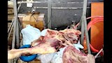 اللحوم الفاسدة التى تم ضبطها في أسوان