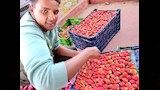 فرص واعدة لتصدير الفراولة