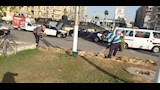 ورود وأشجار جديدة بميدان ام كلثوم فى المنصورة (10)