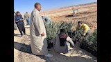 توزيع أشجار الزيتون 