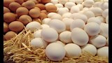  أسعار البيض
