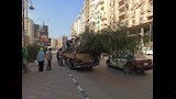 زراعة أشجار بمراكز ومدن محافظة الدقهلية (6)