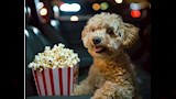أغرب سينما في العالم.. تفتح أبوابها للكلاب أسبوعيا لمشاهدة الأفلام 