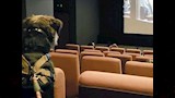 أغرب سينما في العالم.. تفتح أبوابها للكلاب أسبوعيا لمشاهدة الأفلام 