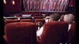 أغرب سينما في العالم.. تفتح أبوابها للكلاب أسبوعيا لمشاهدة الأفلام 