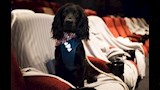 أغرب سينما في العالم.. تفتح أبوابها للكلاب أسبوعيا لمشاهدة الأفلام 