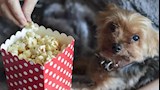 أغرب سينما في العالم.. تفتح أبوابها للكلاب أسبوعيا لمشاهدة الأفلام 