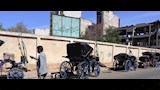 ضبط عربات حنطور مخالفة (3)