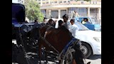 ضبط عربات حنطور مخالفة (4)