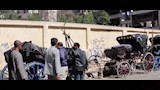 ضبط عربات حنطور مخالفة (2)
